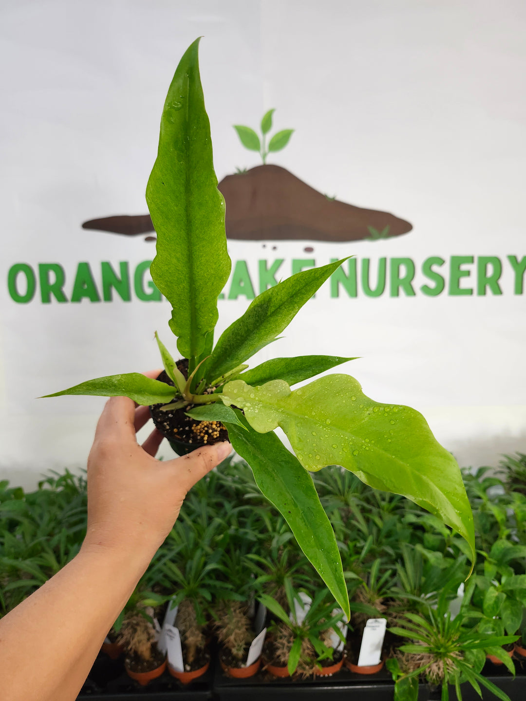 Philodendron Ring Of Fire Mint (3in)-1162