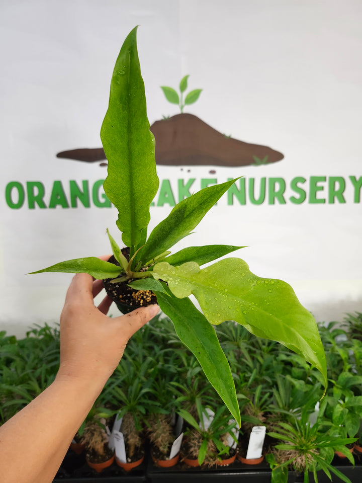Philodendron Ring Of Fire Mint (3in)-1162