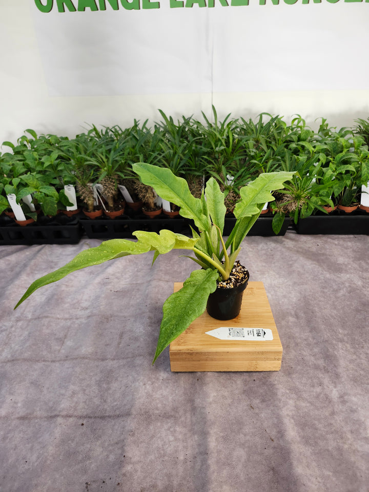 Philodendron Ring Of Fire Mint (3in)-1164