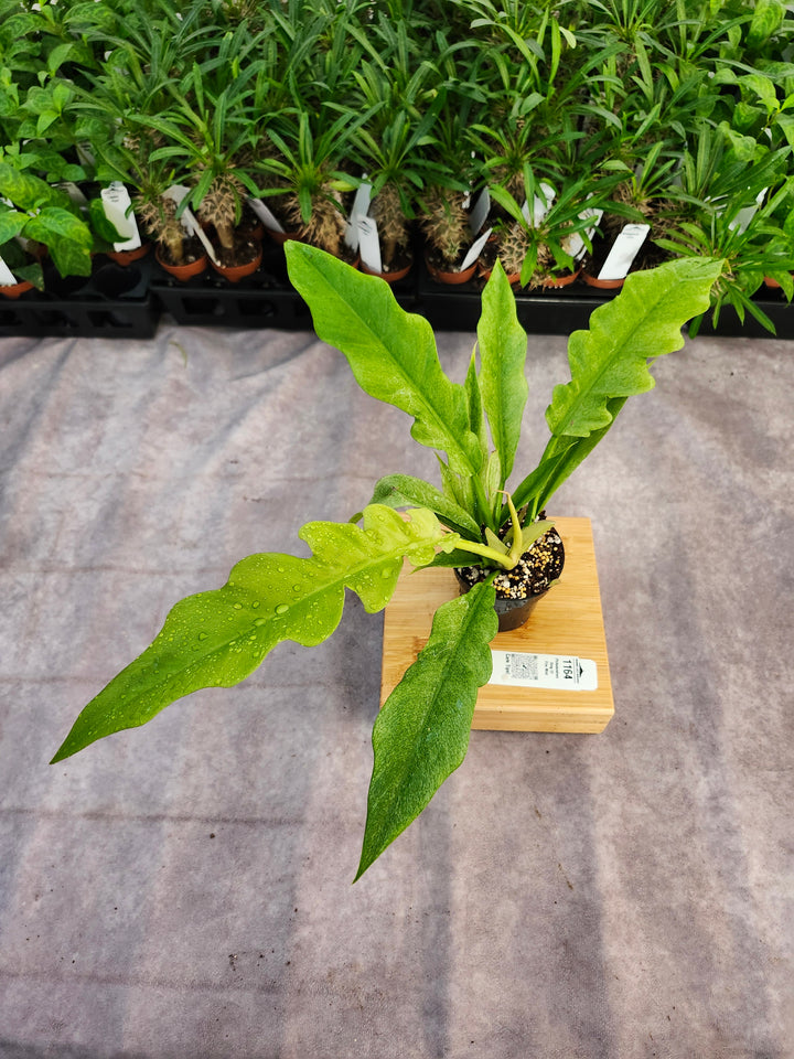 Philodendron Ring Of Fire Mint (3in)-1164