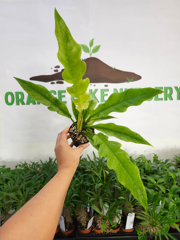 Philodendron Ring Of Fire Mint (3in)-1164