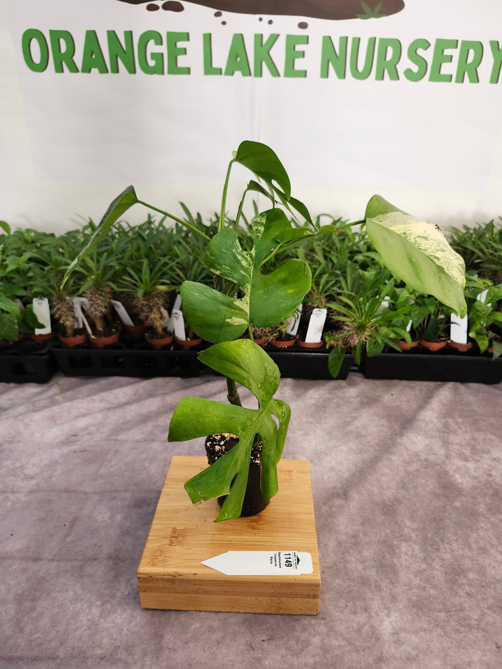Rhaphidophora Tetrasperma Variegated (3in) -1149