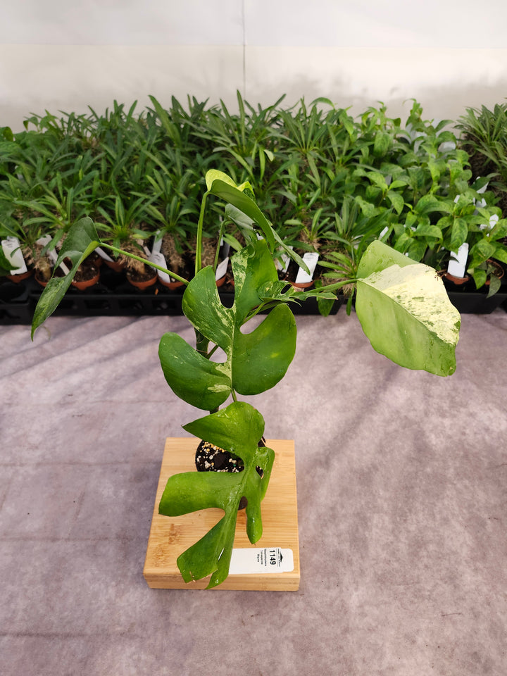 Rhaphidophora Tetrasperma Variegated (3in) -1149