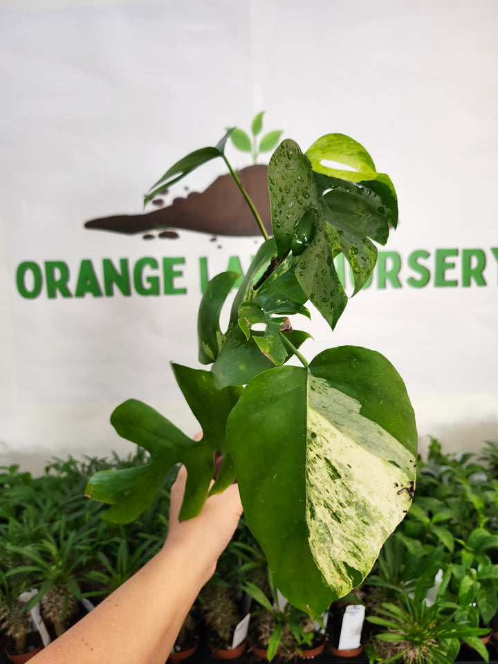 Rhaphidophora Tetrasperma Variegated (3in) -1149