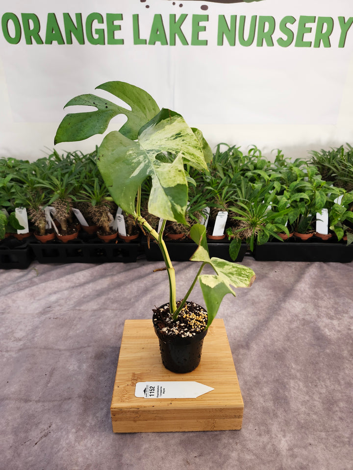 Rhaphidophora Tetrasperma Variegated (3in) -1152