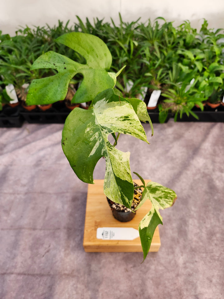 Rhaphidophora Tetrasperma Variegated (3in) -1152