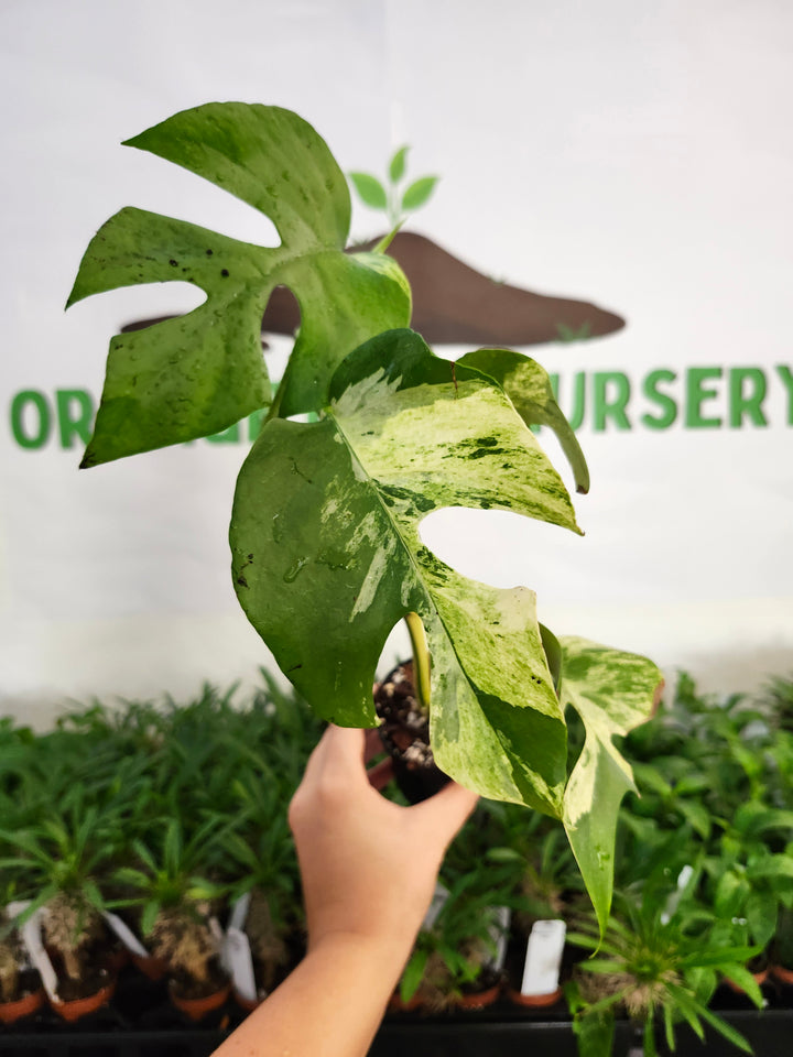 Rhaphidophora Tetrasperma Variegated (3in) -1152