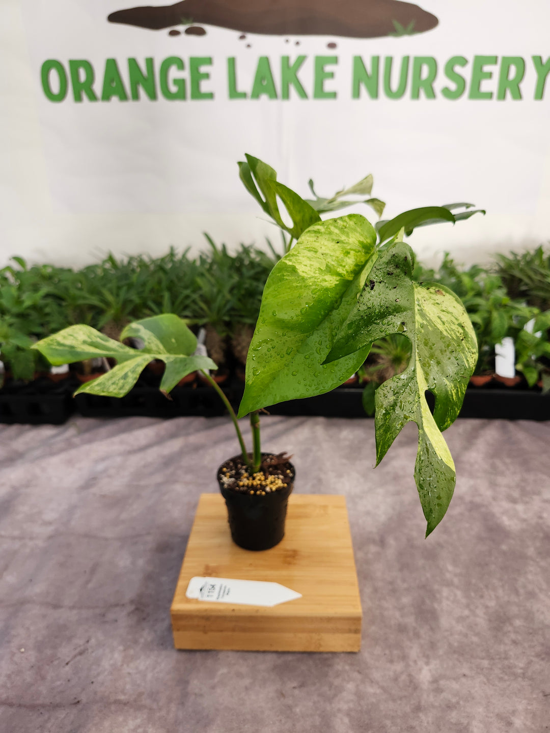 Rhaphidophora Tetrasperma Variegated (3in) -1154