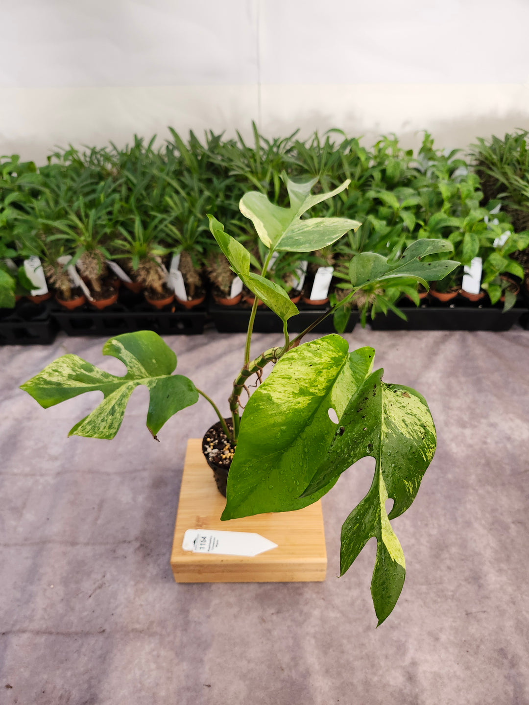 Rhaphidophora Tetrasperma Variegated (3in) -1154