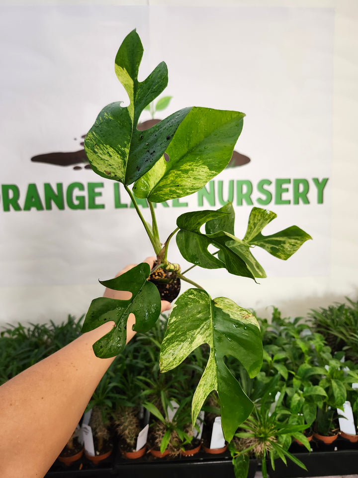 Rhaphidophora Tetrasperma Variegated (3in) -1154