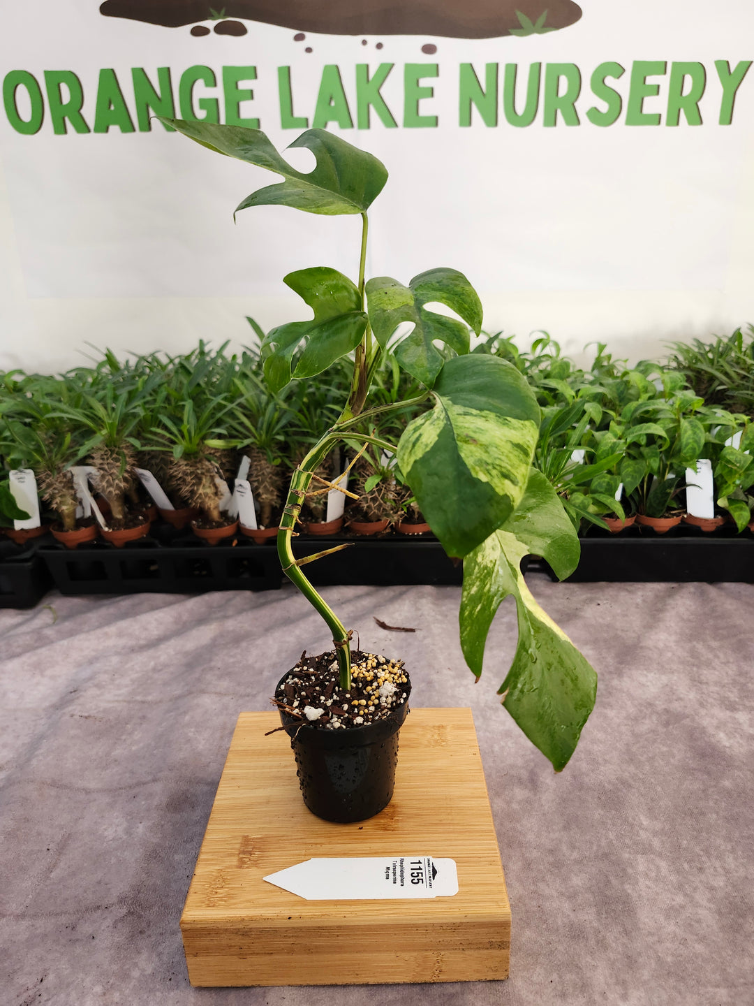 Rhaphidophora Tetrasperma Variegated (3in) -1155