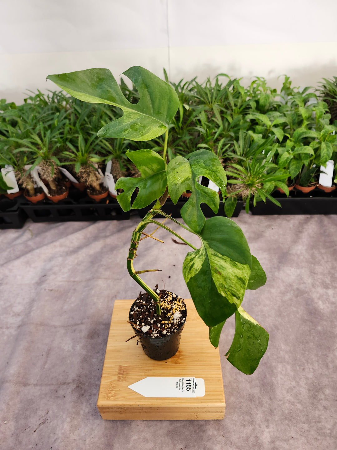 Rhaphidophora Tetrasperma Variegated (3in) -1155
