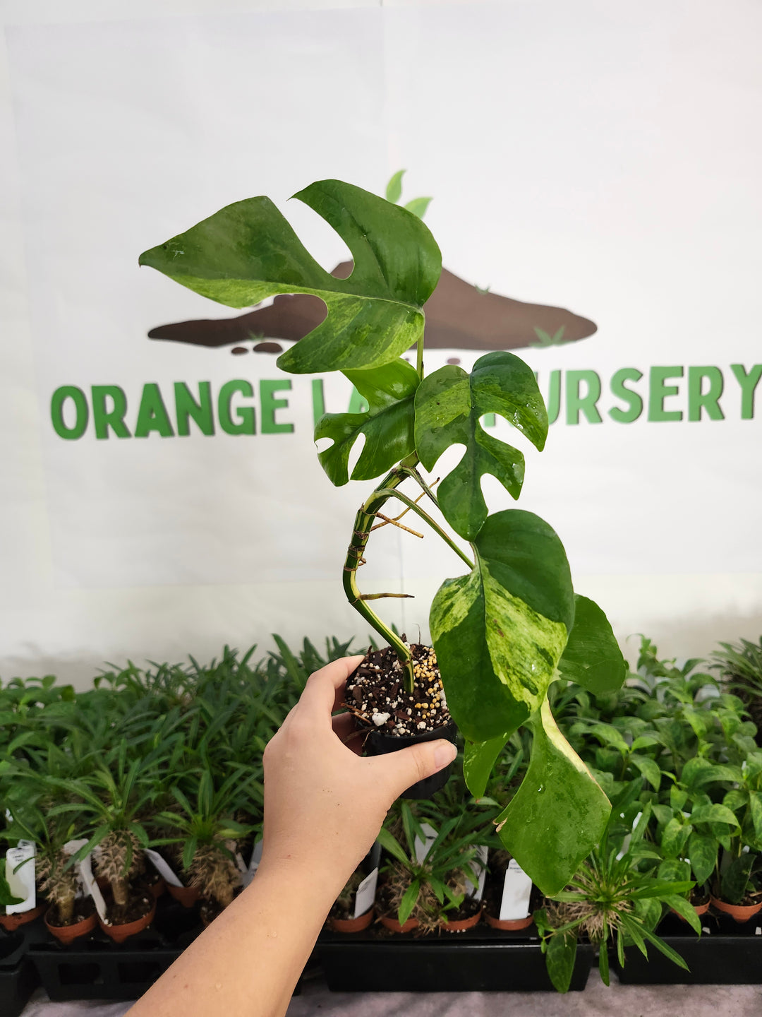 Rhaphidophora Tetrasperma Variegated (3in) -1155