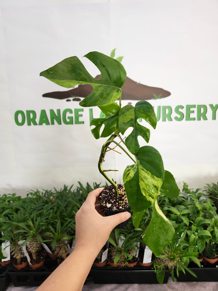 Rhaphidophora Tetrasperma Variegated (3in) -1155