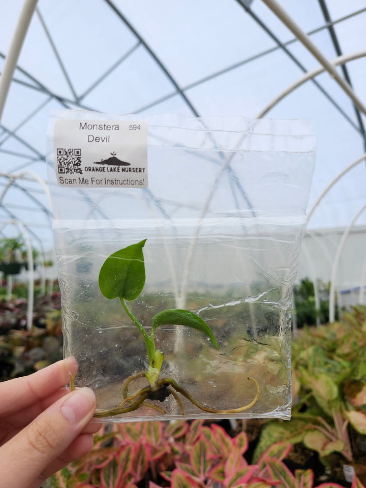 Monstera Devil Tissue Culture