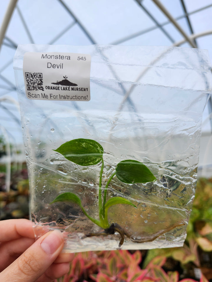 Monstera Devil Tissue Culture
