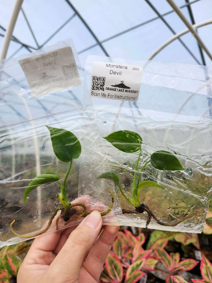 Monstera Devil Tissue Culture