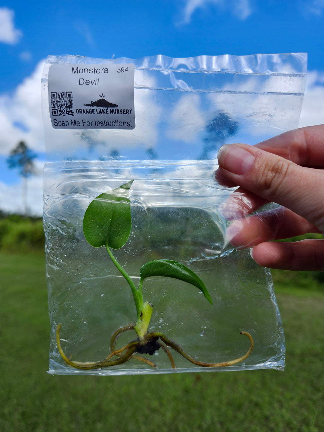 Monstera Devil Tissue Culture