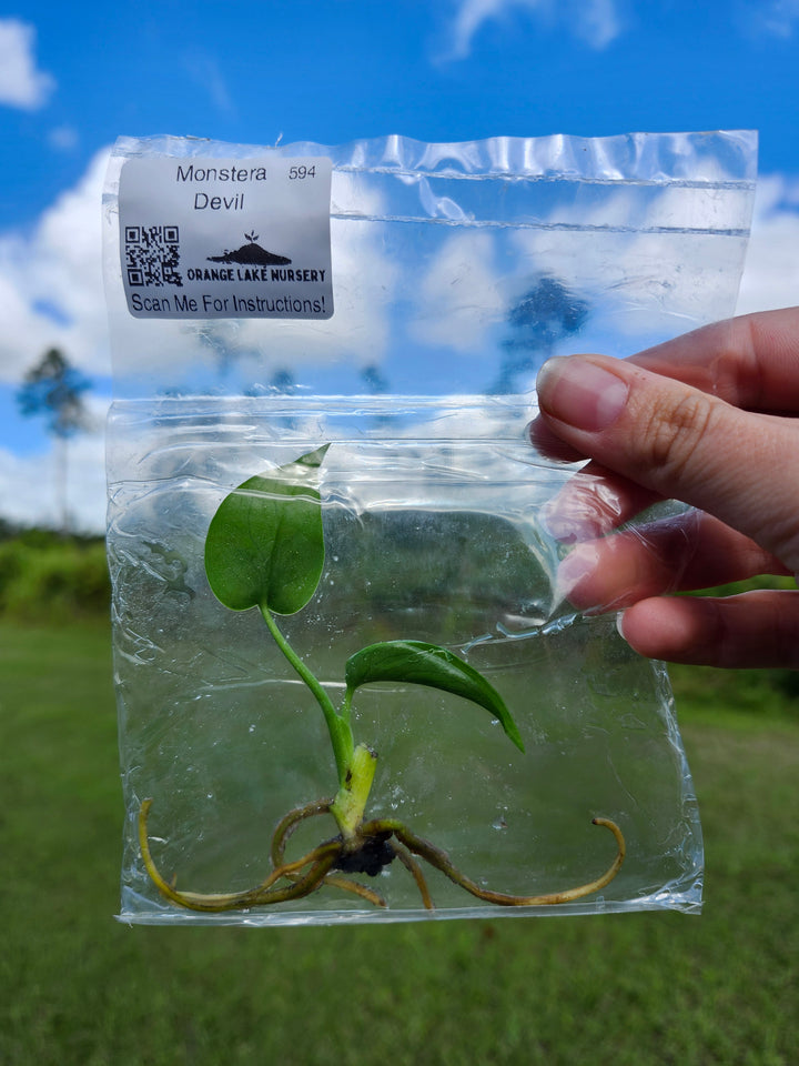 Monstera Devil Tissue Culture