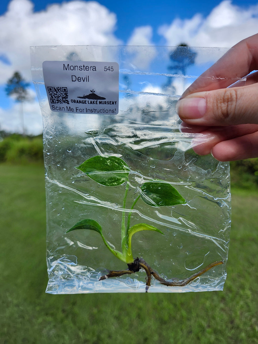 Monstera Devil Tissue Culture
