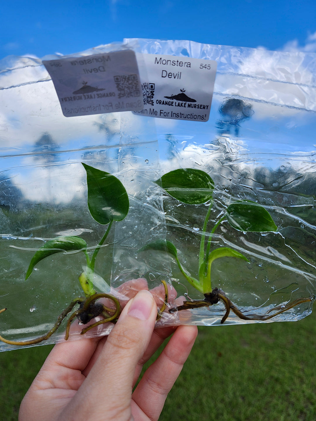 Monstera Devil Tissue Culture
