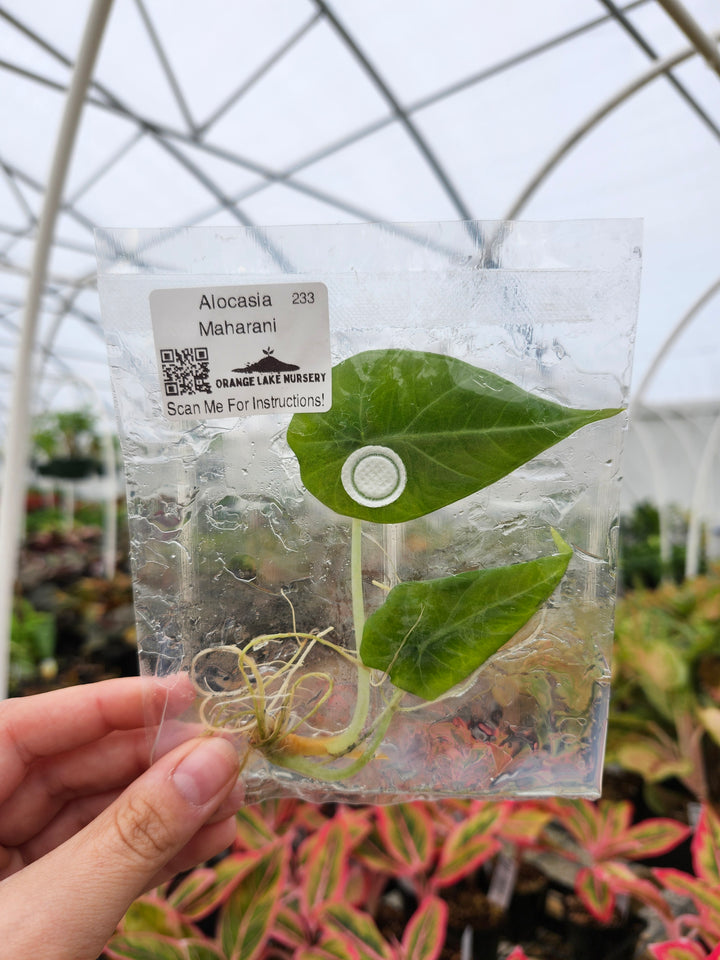 Alocasia Maharani Tissue Culture