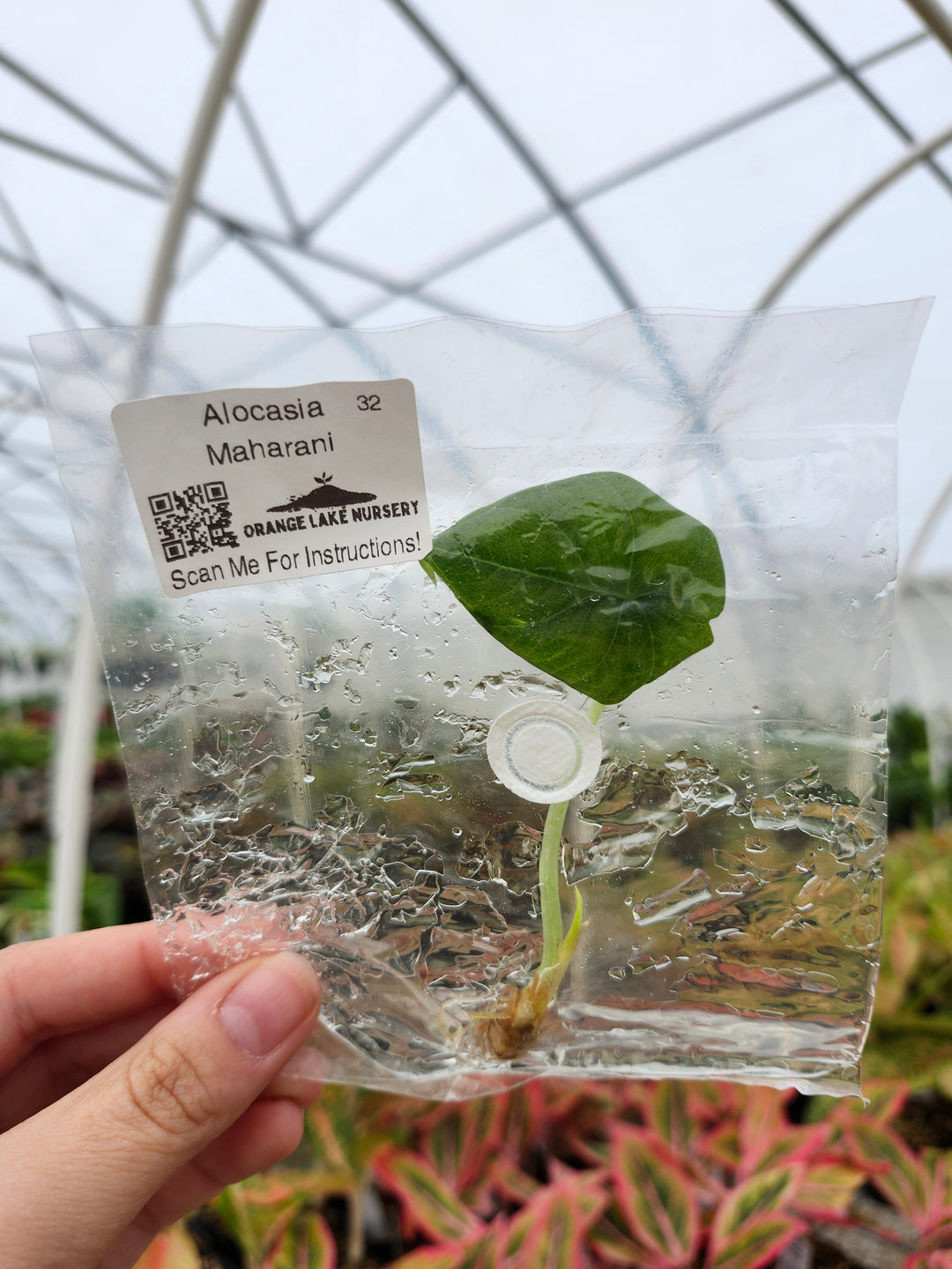 Alocasia Maharani Tissue Culture