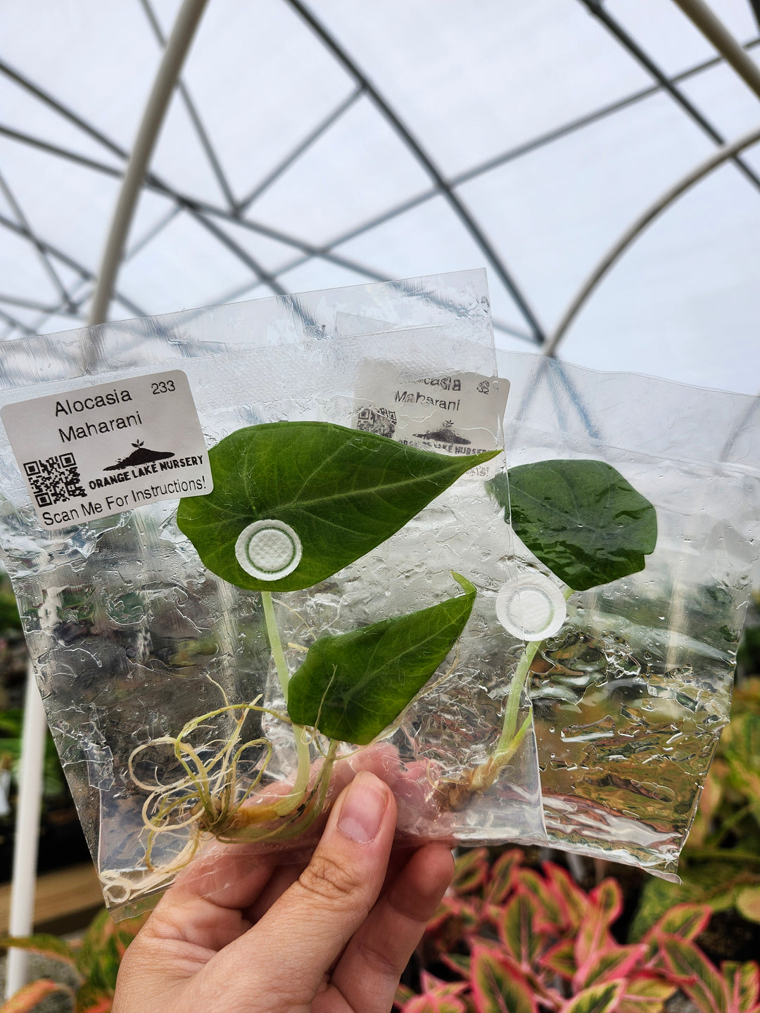 Alocasia Maharani Tissue Culture
