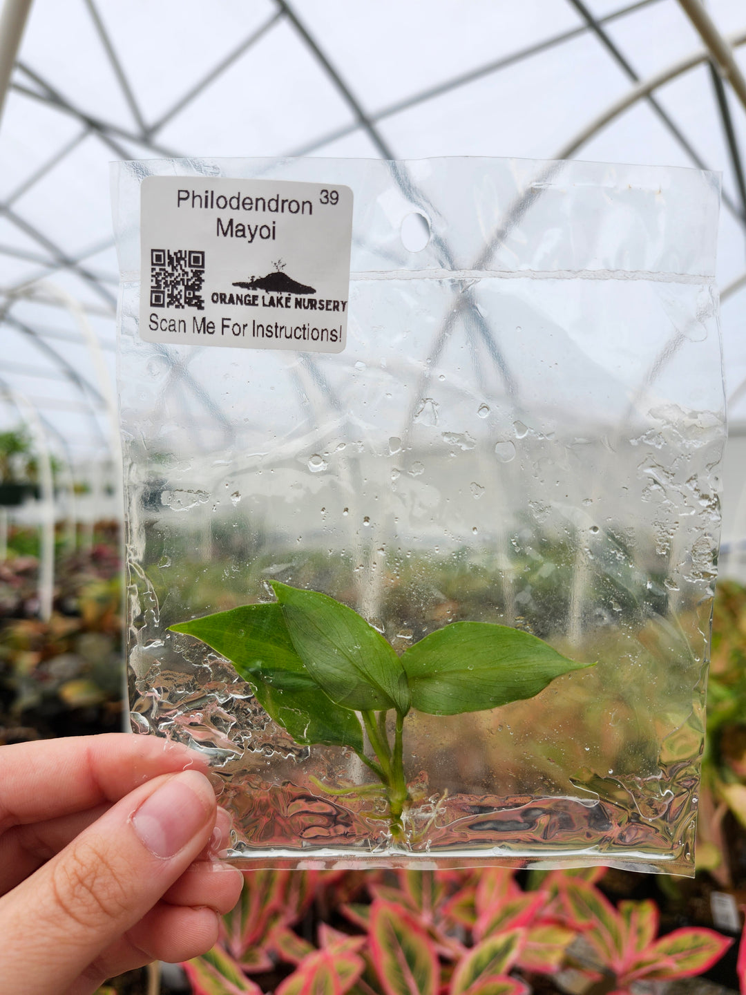 Philodendron Mayoi Tissue Culture