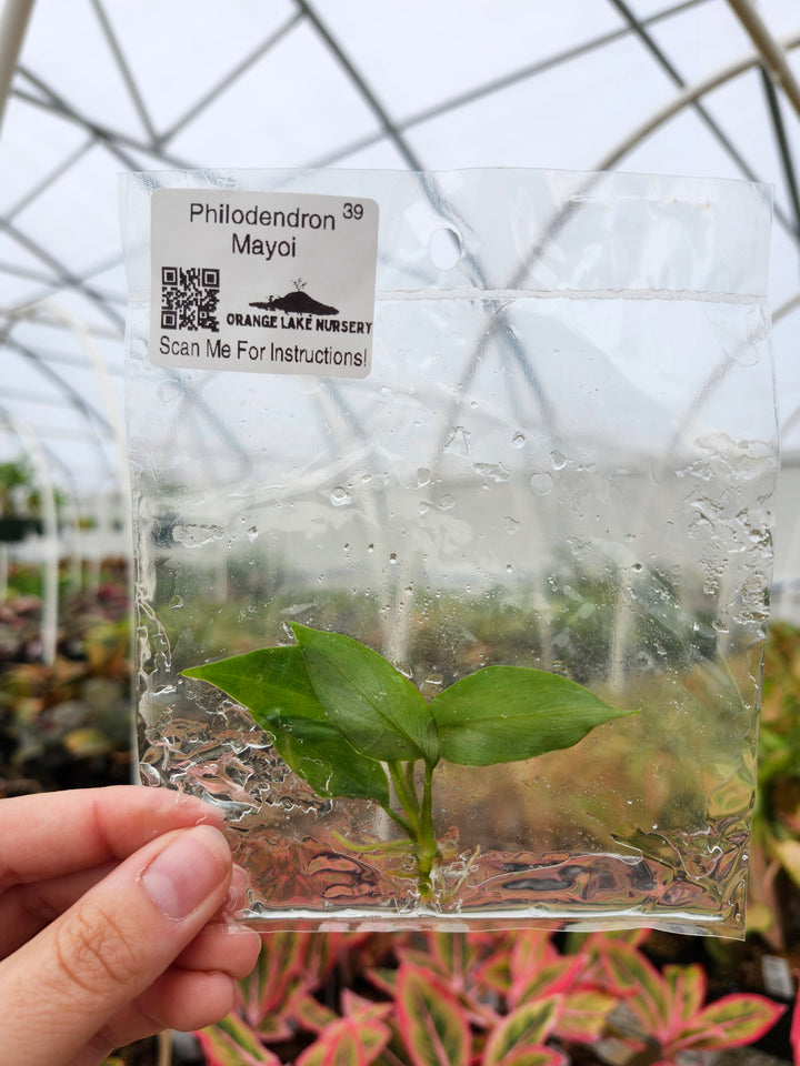 Philodendron Mayoi Tissue Culture