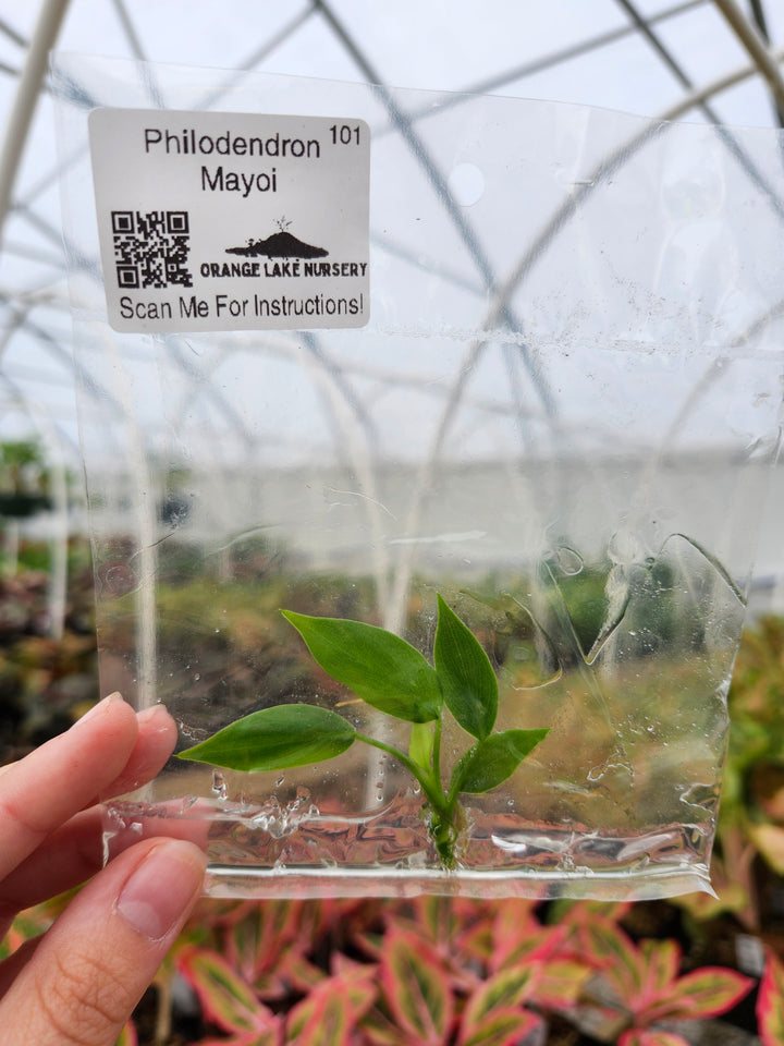 Philodendron Mayoi Tissue Culture