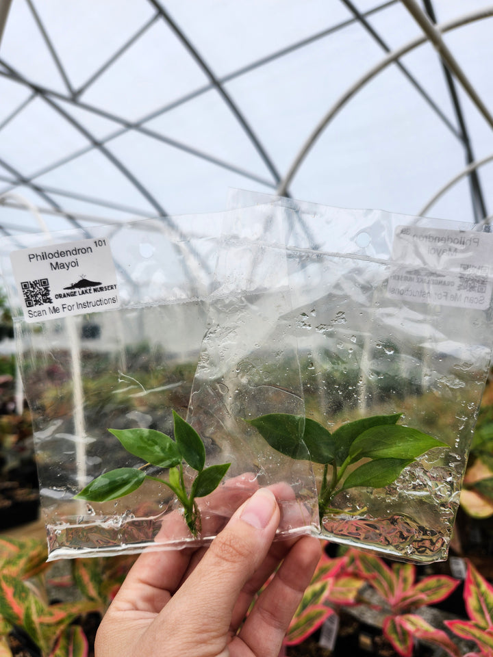 Philodendron Mayoi Tissue Culture
