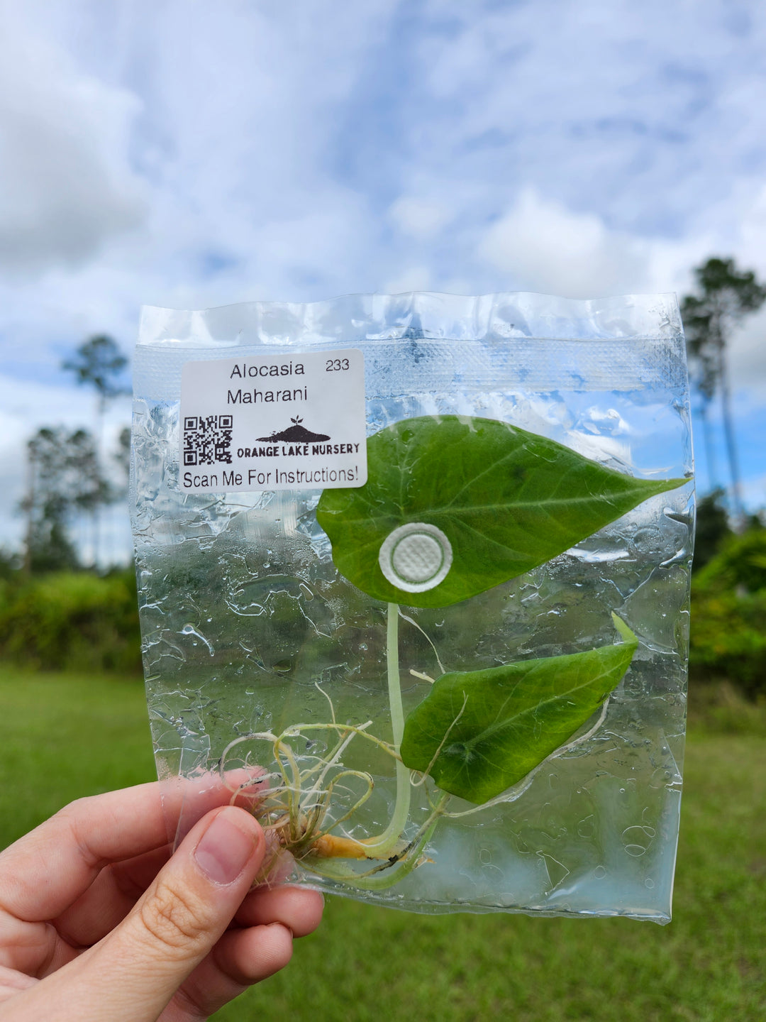 Alocasia Maharani Tissue Culture