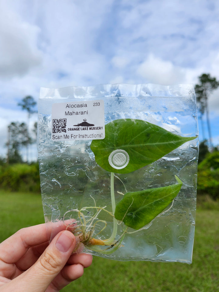 Alocasia Maharani Tissue Culture
