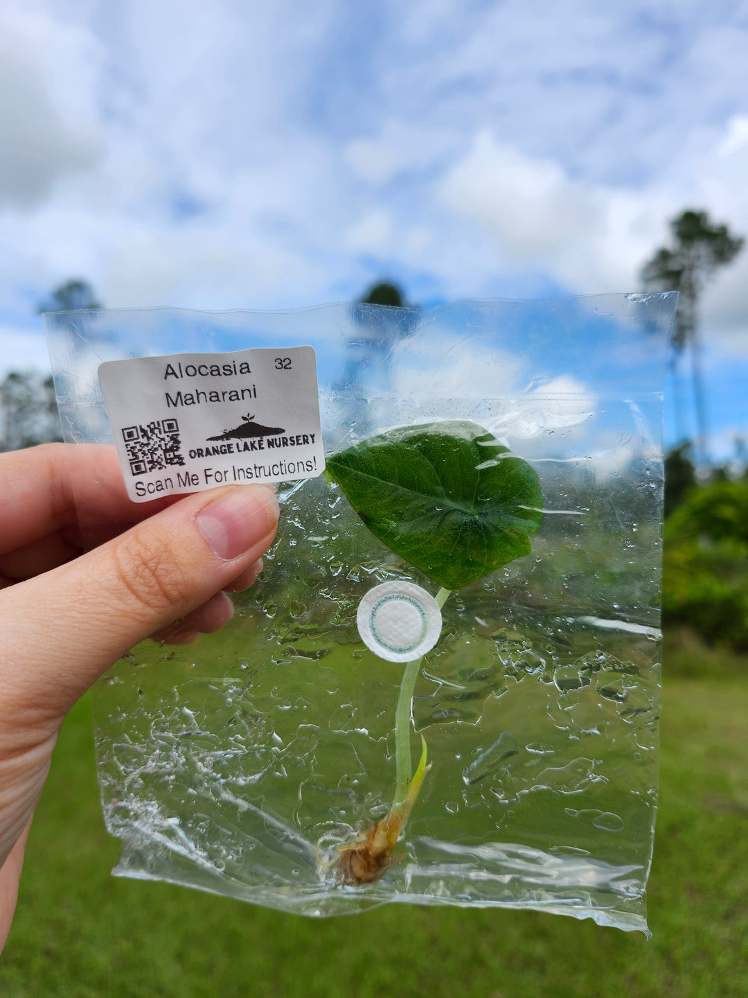 Alocasia Maharani Tissue Culture