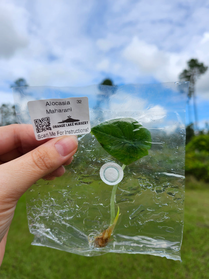 Alocasia Maharani Tissue Culture