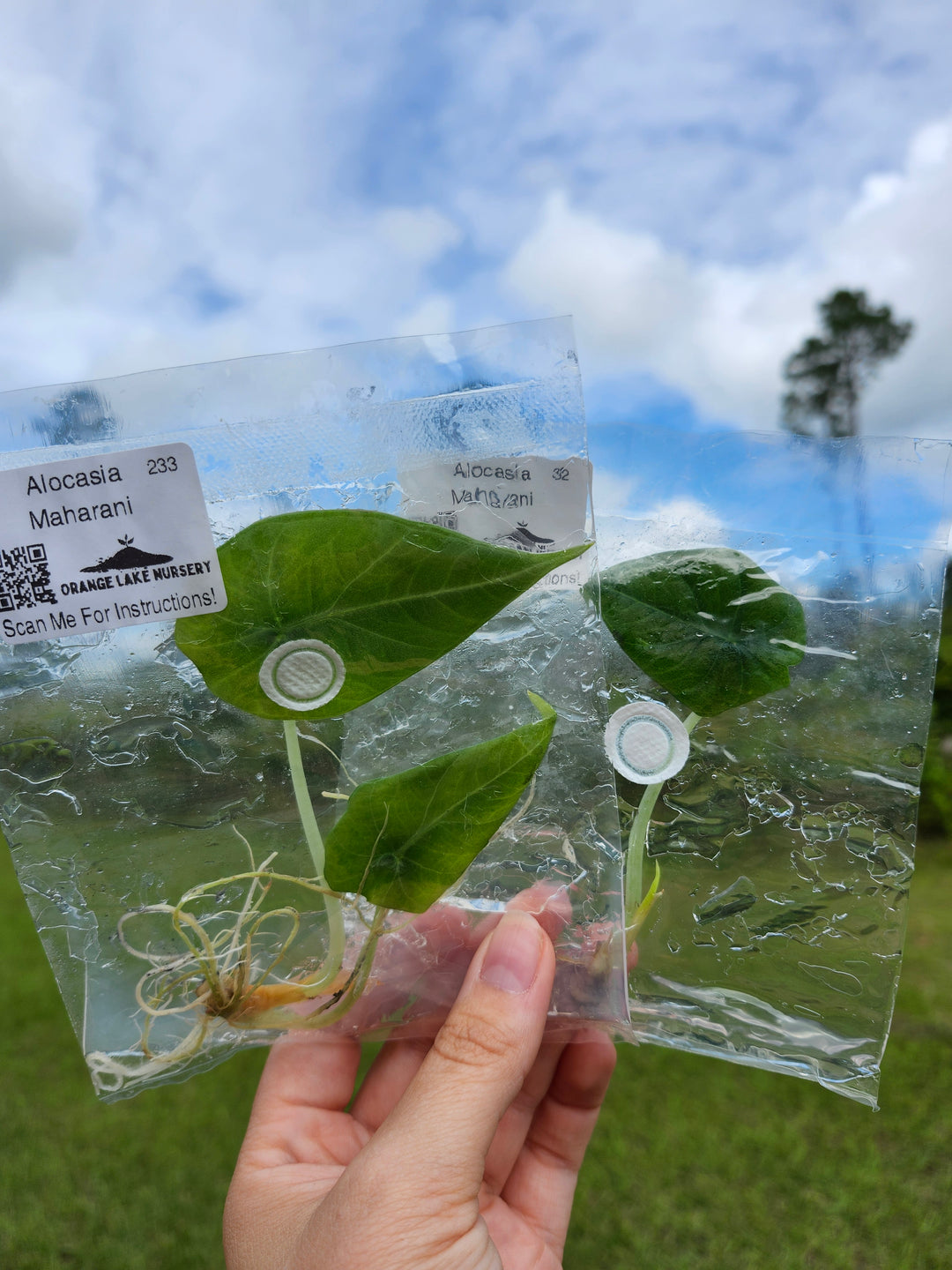 Alocasia Maharani Tissue Culture