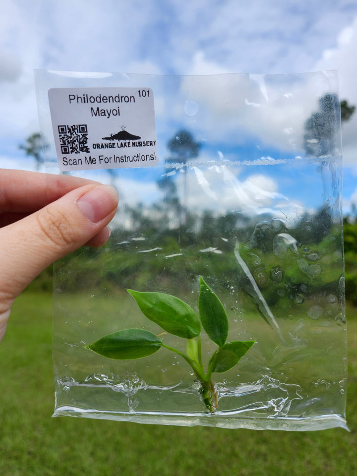 Philodendron Mayoi Tissue Culture