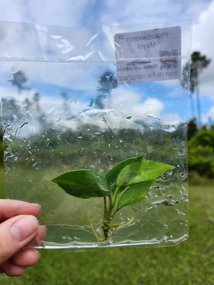 Philodendron Mayoi Tissue Culture