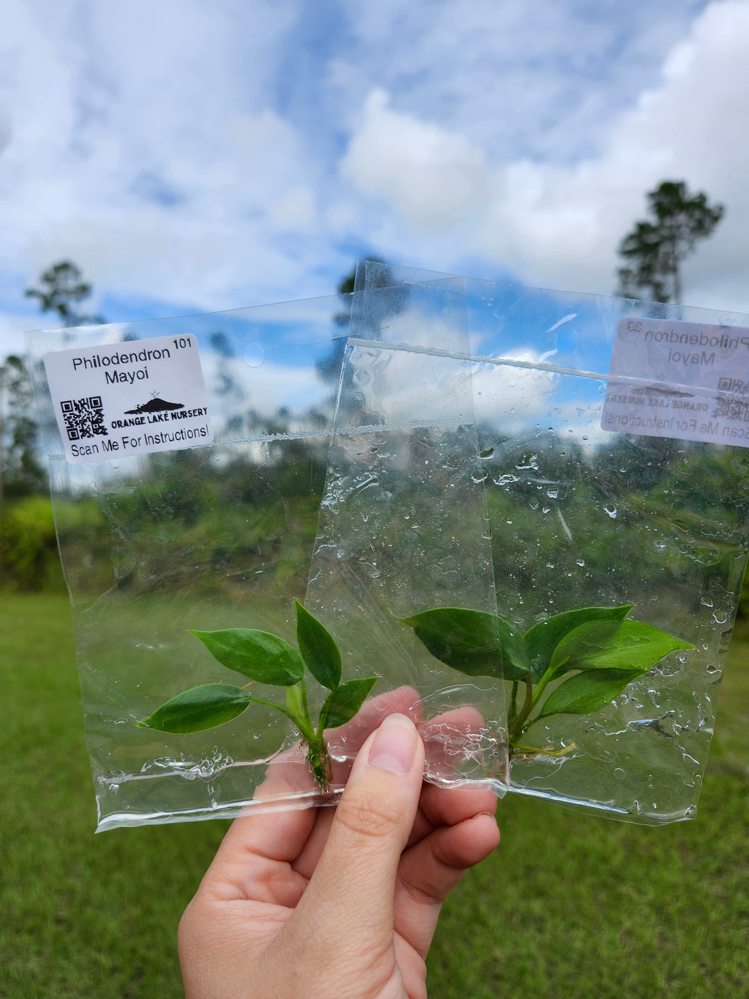 Philodendron Mayoi Tissue Culture