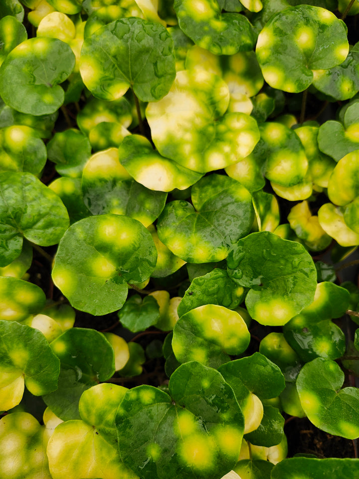Farfugium Japonicum "Firefly" - Growers Choice