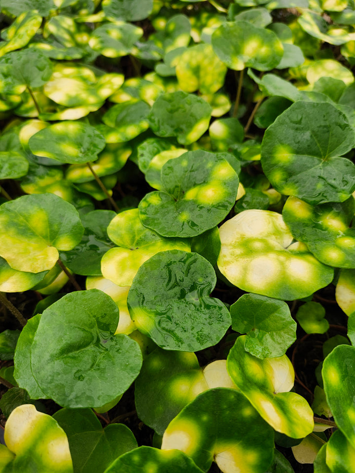 Farfugium Japonicum "Firefly" - Growers Choice