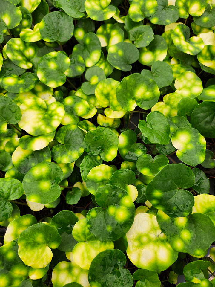 Farfugium Japonicum "Firefly" - Growers Choice