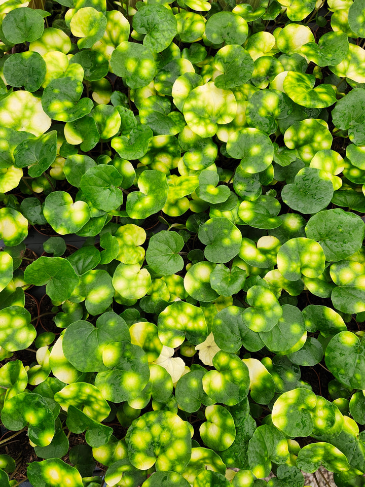 Farfugium Japonicum "Firefly" - Growers Choice