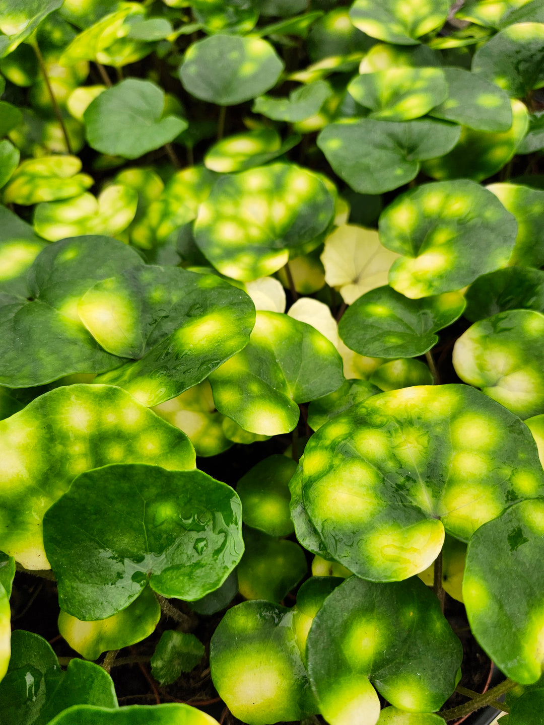 Farfugium Japonicum "Firefly" - Growers Choice