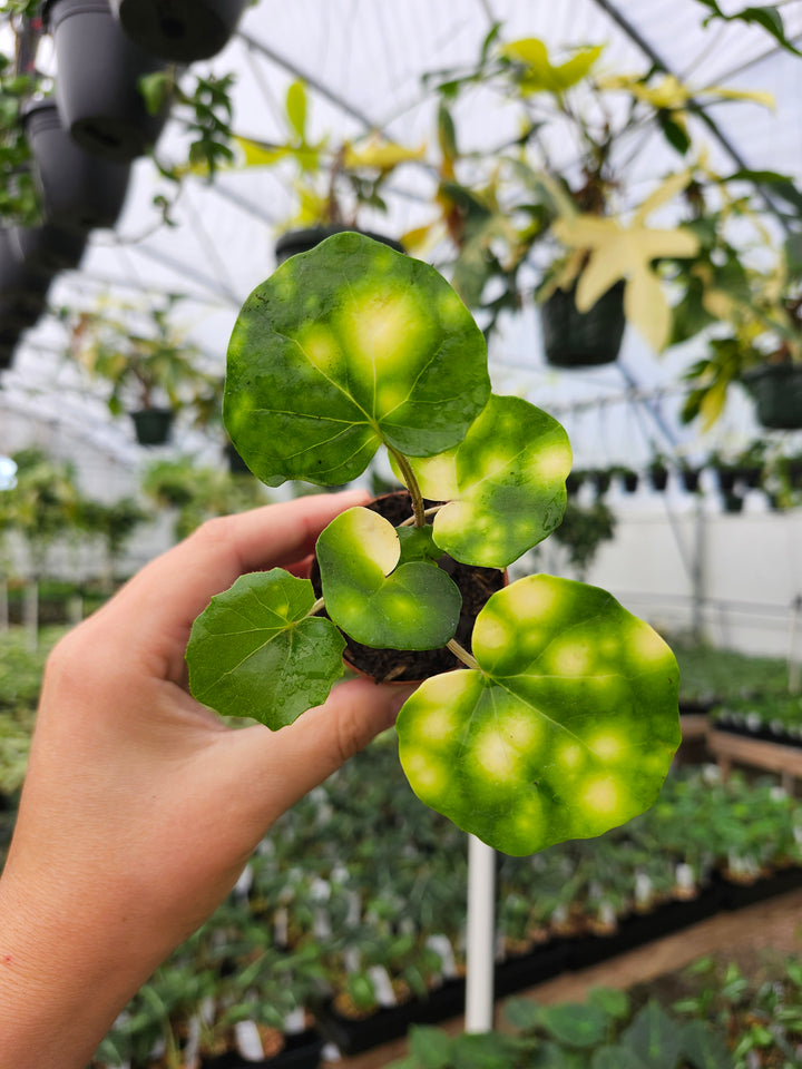 Farfugium Japonicum "Firefly" - Growers Choice