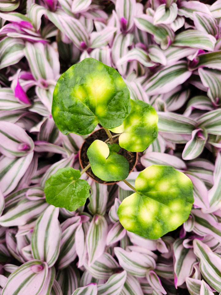 Farfugium Japonicum "Firefly" - Growers Choice