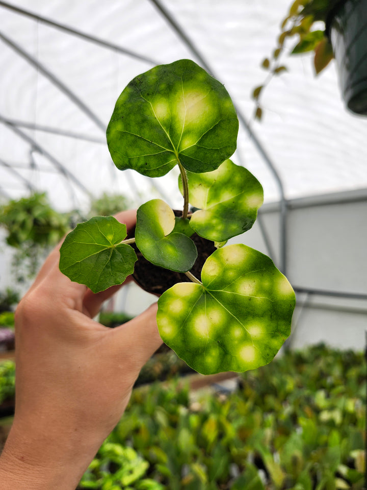 Farfugium Japonicum "Firefly" - Growers Choice