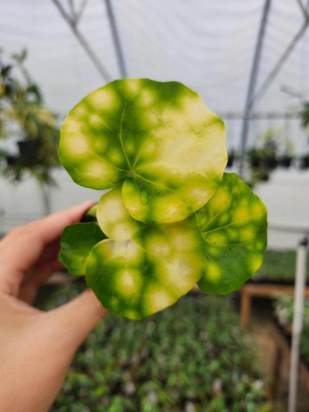 Farfugium Japonicum "Firefly" - Growers Choice