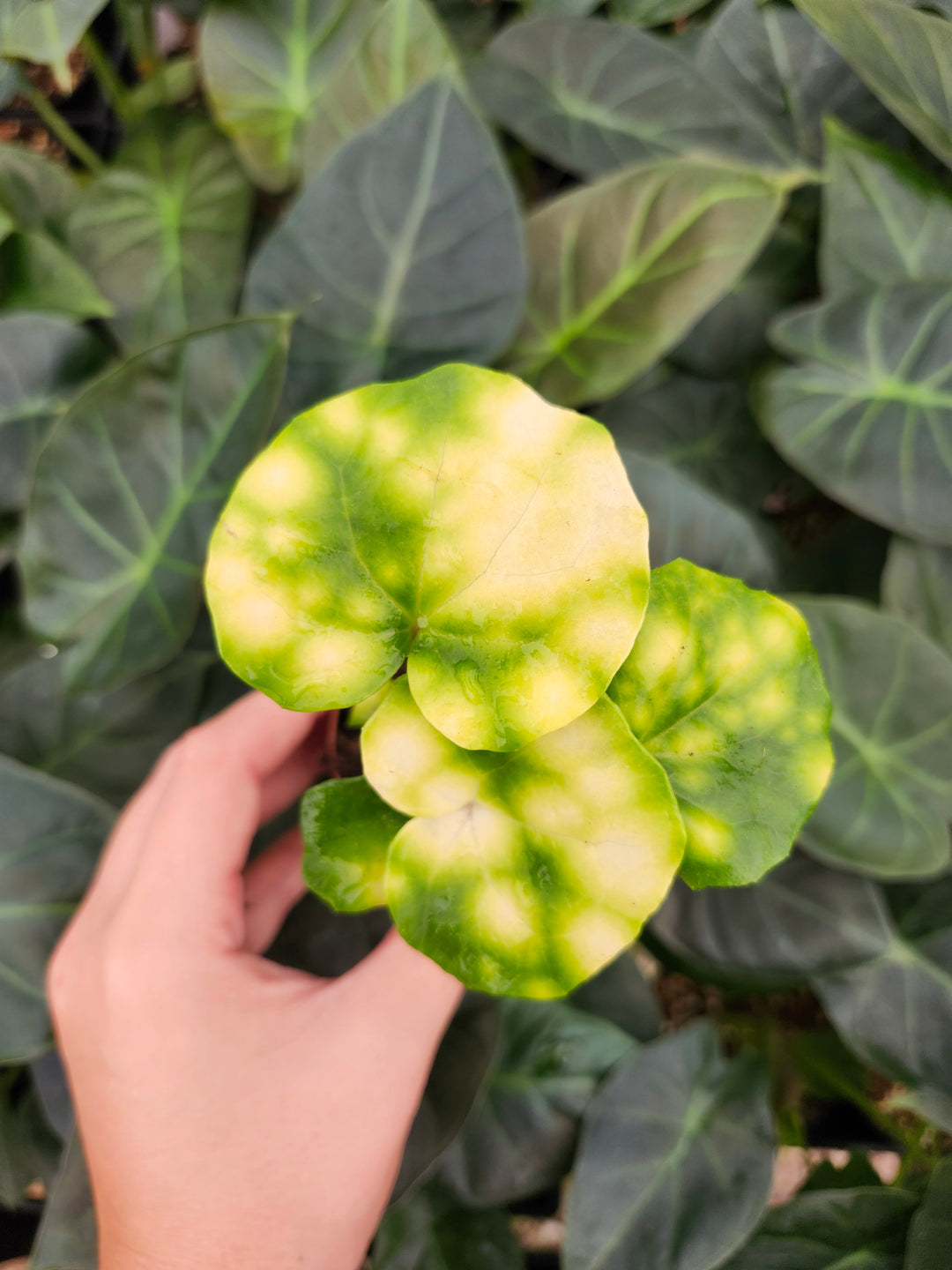Farfugium Japonicum "Firefly" - Growers Choice